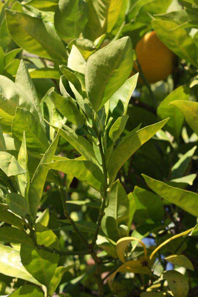            Sun leaves (Bream Tarocco, Riverside, CA)   